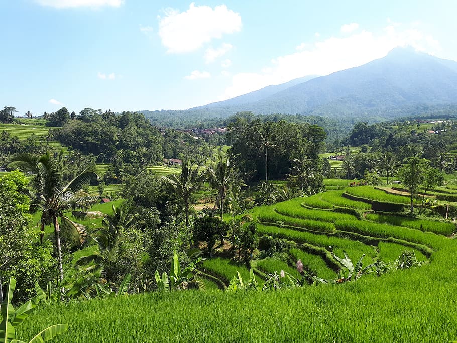 field, rice, rice paddies, bali, indonesia, plant, landscape, mountain, green color, beauty in nature