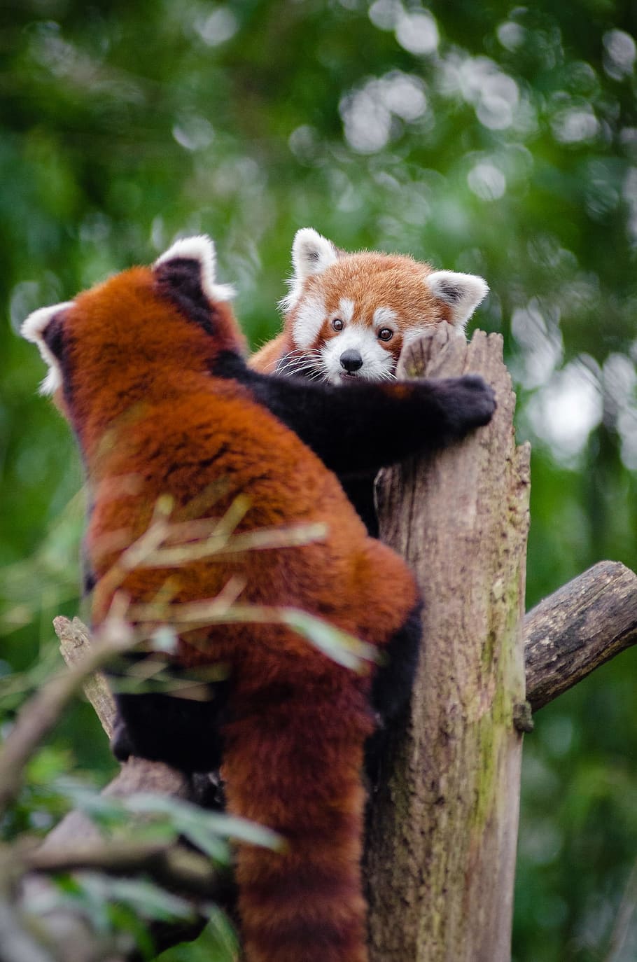 shallow, focus photography, two, racoons, red pandas, meeting, couple, cute, curious, valentine's day at the zoo