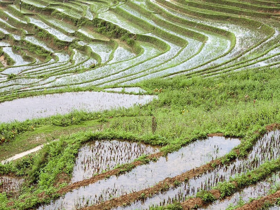 vietnã, sapa, ásia, viajar, agricultura, crescimento, paisagem, campo, cor verde, cena rural