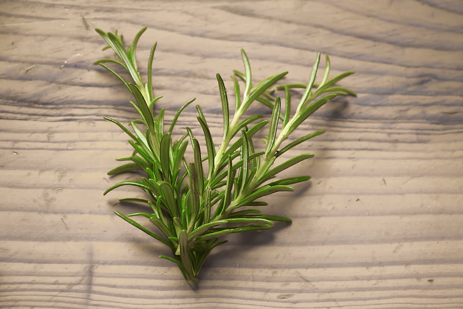 green, herb, brown, wooden, surface, rosemary, set, collection, natural, organic