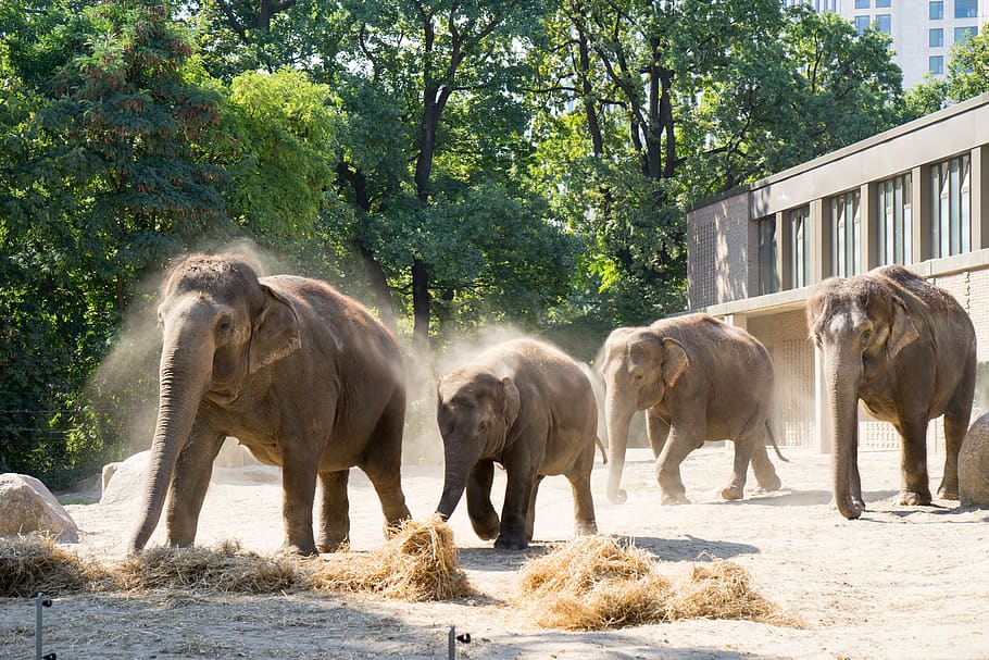 nature, animal world, mammal, elephant, animal, zoo, berlin, pachyderm, tree, group of animals