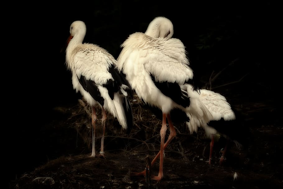 Stork, Bird, Black And White, Animals, birds, white stork, storks, rattle stork, feather, large beak