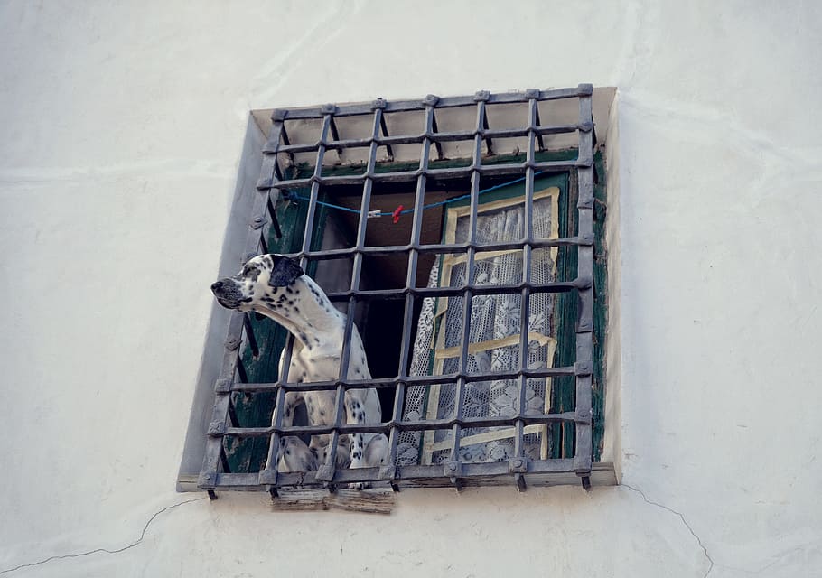 Dog, Grille, Window, House, the lone, old, prison, architecture, wall - Building Feature, architecture And Buildings