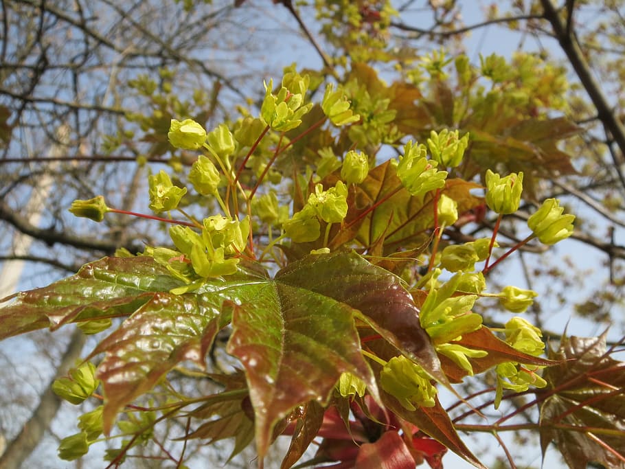 Acer Platanoides, Norwegia Maple, Maple, Pohon, perbungaan, makro, flora, tanaman, botani, spesies