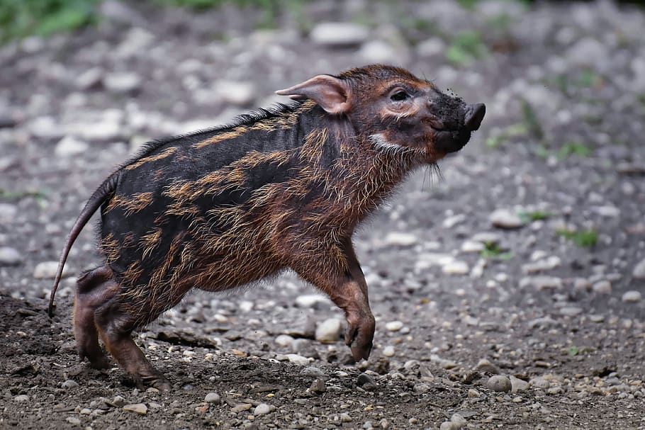 brush ear pig, potamochoerus porcus, young animal, piglet, play, cute, animal world, tierpark hellabrunn, wildlife park, zoo