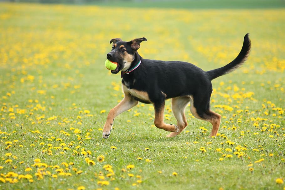 berlapis pendek, hitam, tan, anak anjing gembala jerman, menggigit, hijau, bola tenis, berlari, kuning, bidang bunga petaled