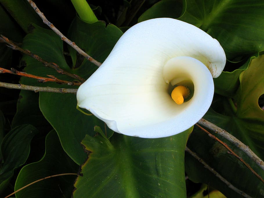 calla lilly, flor, blanco, nueva zelanda, naturaleza, jardín, planta, planta floreciendo, crecimiento, belleza en la naturaleza