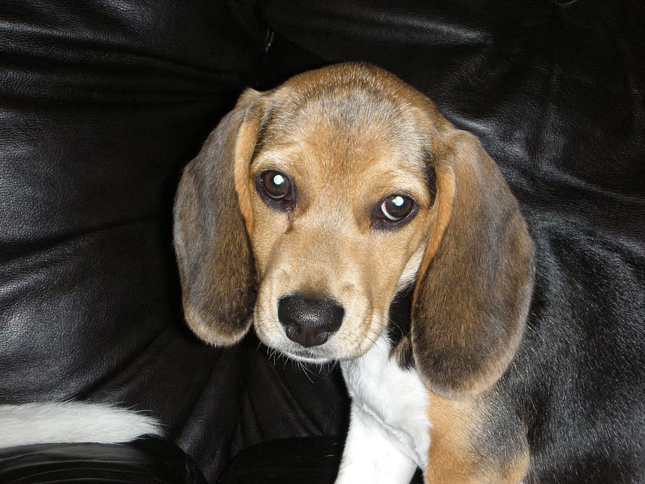 beagle, perro, mascota, cachorro, canino, raza pura, lindo, adorable, sabueso, perrito