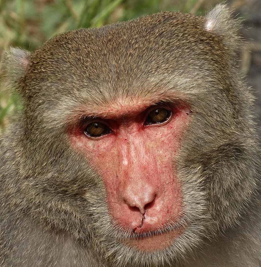 taiwan macaques, shoushan, macaque, taiwan, kaohsiung, shibayama, face, monkey, animal wildlife, primate