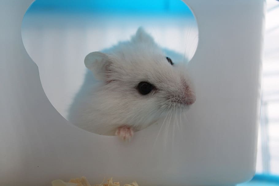 white, mouse, eating, cheese, hamster, rodent, animal, pet, nature, favorite