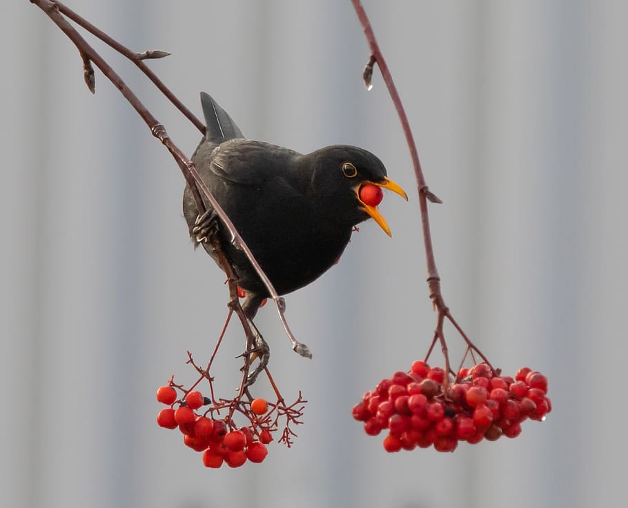 blackbird, male, eating, berries, perched, red, songbird, bird, animal themes, animal