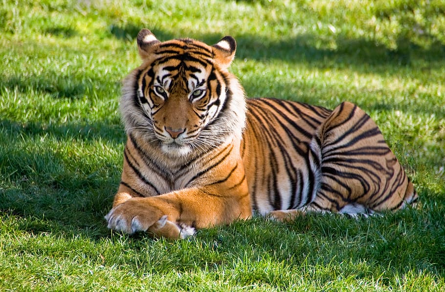 tiger, rest, animal, predator, grass, animal themes, feline, animal wildlife, big cat, one animal