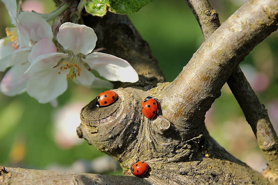 three orange ladybugs, ladybug, apple blossom, branch, insect, nature, red, beetle, close-up, plant
