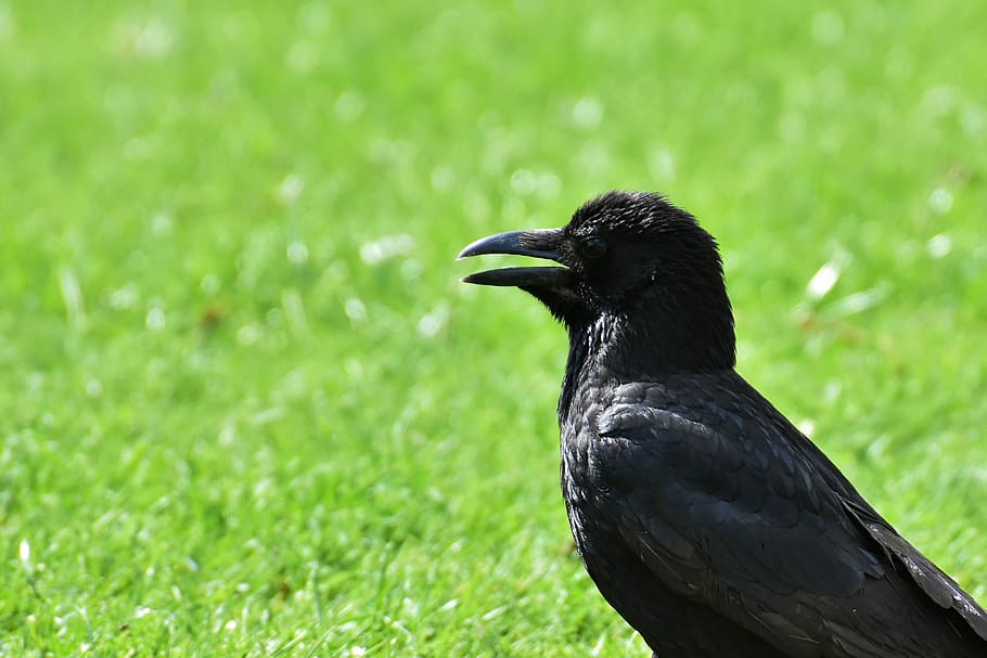 selective, focus photography, bird, crow, raven bird, raven, black, nature, bill, carrion crows