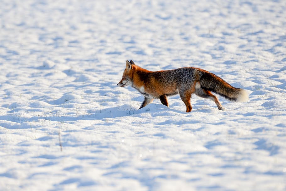 fox, predator, wild, mammal, snow, winter, nature, fauna, luxembourg, animal world