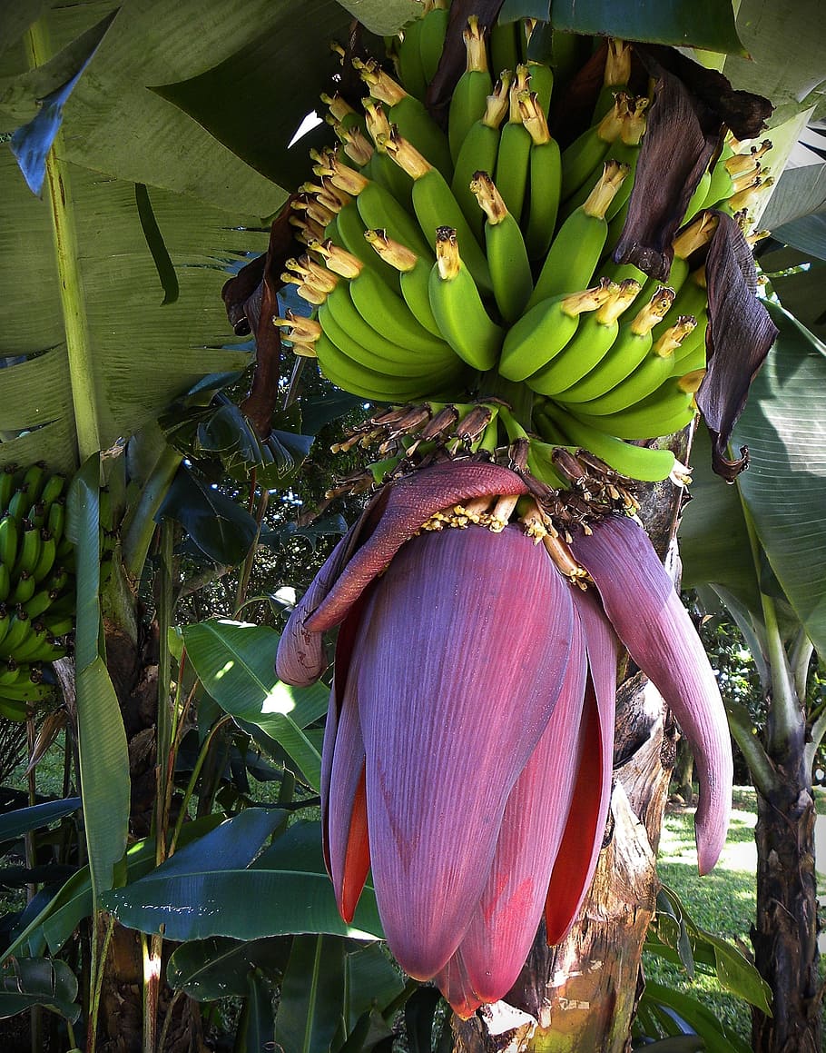 bananas, blossom, bloom, fruits, green, costa rica, growth, banana, plant, banana tree
