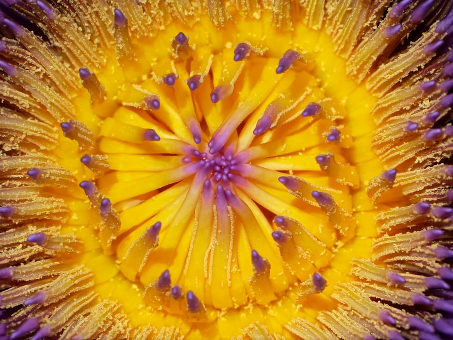 macro photography, yellow, purple, water lily flower, closeup, photography, petaled, flower, bloom, grain