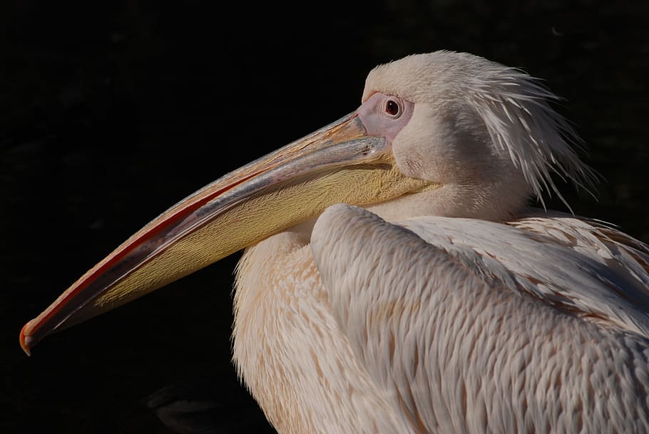 ótimo, branco, pelicano, Pelicano-branco, pelecanus onocrotalus, pelicano rosado, ave aquática, pássaro, voar, asas