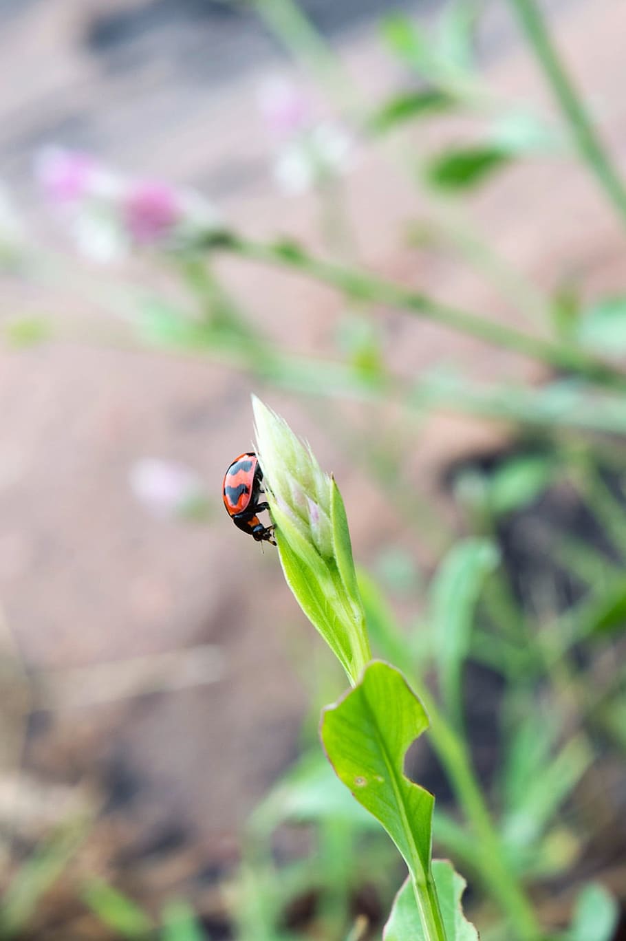 small beetle, lady bird, lady bug, beetle, insect, nature, ladybug, rainy, raining, macro