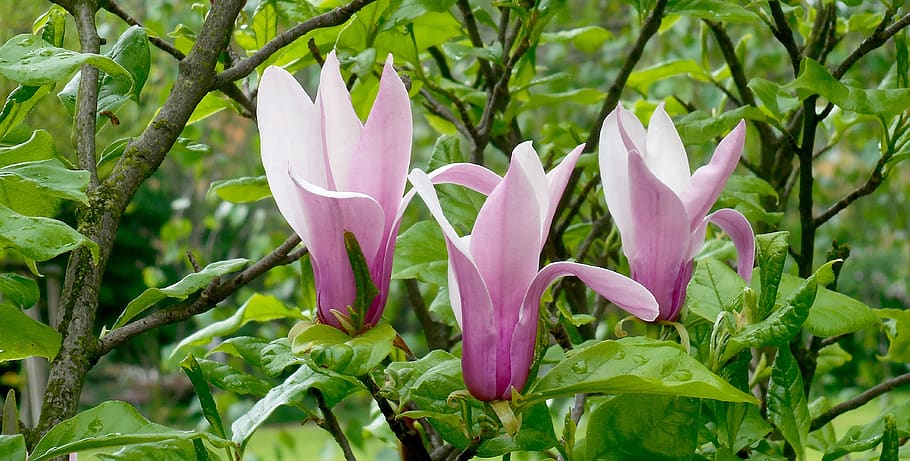 magnolia, bunga, musim semi, taman, berbunga, menanam, pertumbuhan, kerapuhan, tanaman berbunga, keindahan di alam
