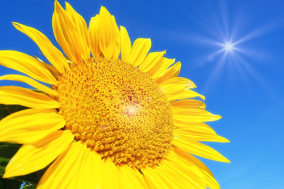 sunflower, blossom, bloom, summer, yellow, flower, sunny, sun, flowering plant, freshness
