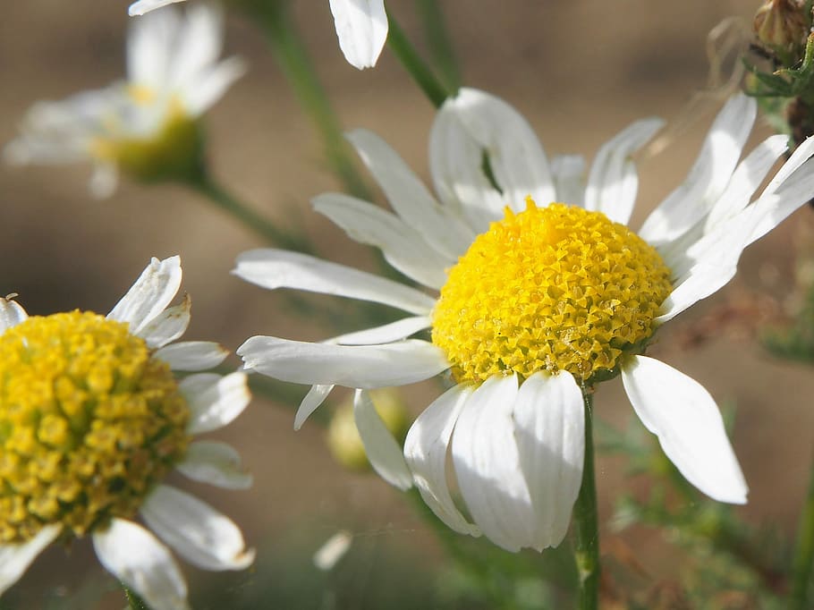 Flower, Chamomile, Blossom, Bloom, nature, white blossom, summer, close, greeting card, yellow