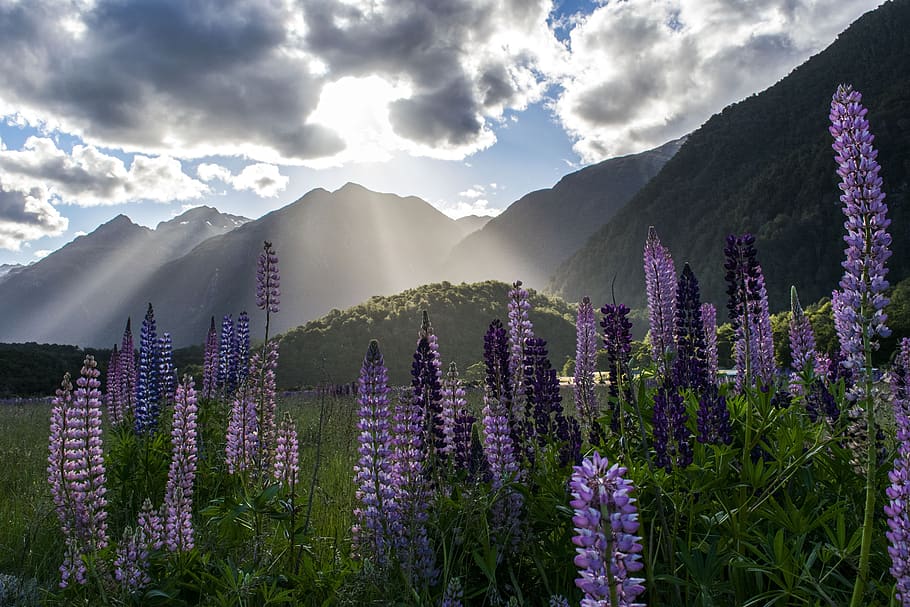 lupine, nature, summer, bloom, blossom, lupins, purple, blue, floral, wildflower