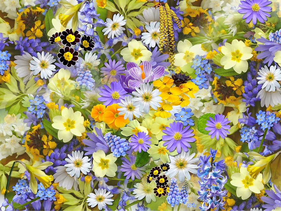 여러 가지 빛깔의 꽃 디스플레이, 봄 꽃, 꽃, 콜라주, 꽃 무늬의, 봄, 여름, 아름다운, 아름다움, 지독한