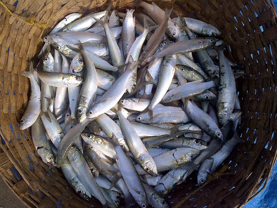 pescado, sardina de aceite indio, sardinella longiceps, pescado con aletas radiadas, sardinella, mar, captura, marino, organismo, mariscos