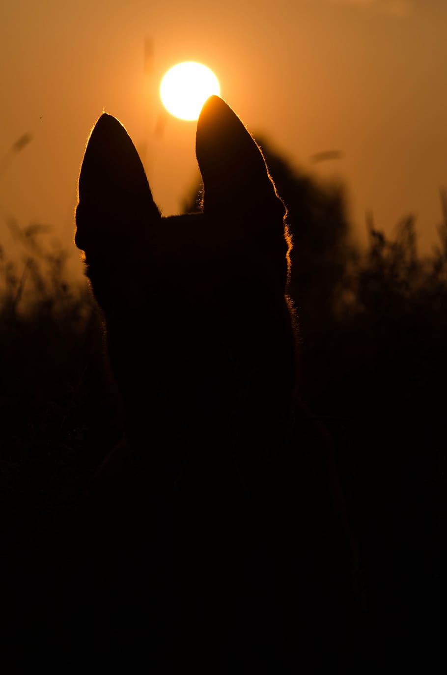 summer, sunset, dog, malinois, silhouette, sky, orange color, one person, human body part, sun