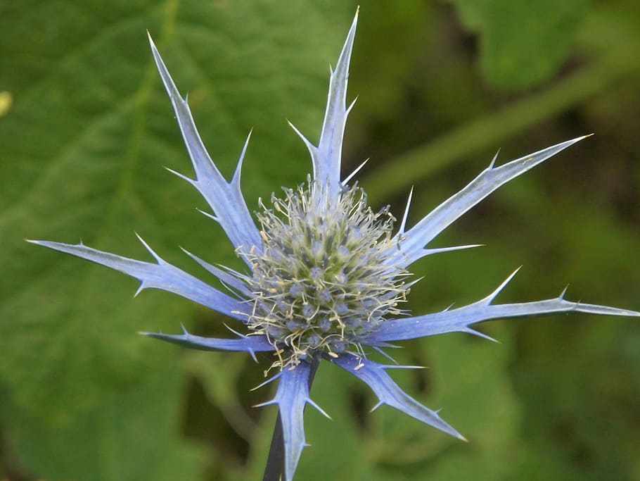 eryngium, sea holly, blue, nature, flora, green, spiky, spiny, flower, plant
