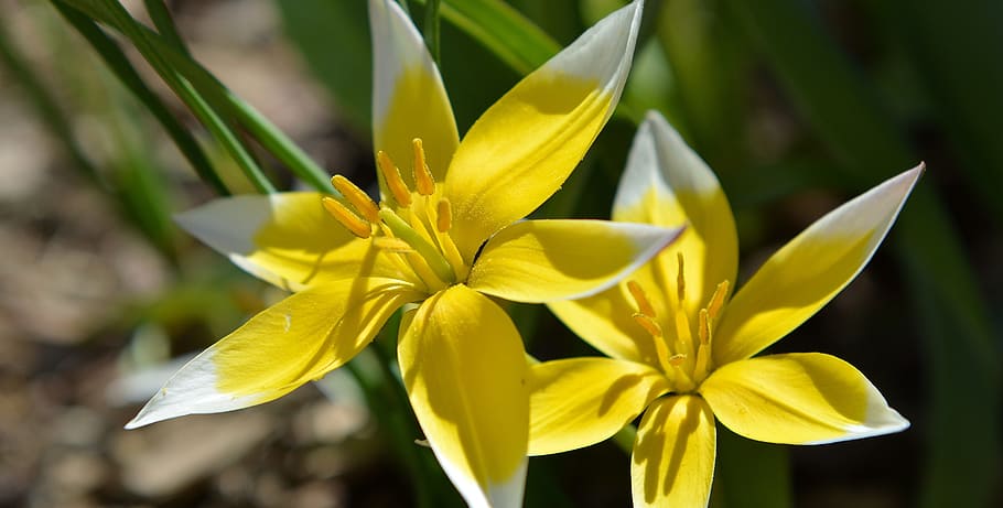 star tulip, small star tulip, flower, plant, spring flower, garden, spring, flowers, yellow-white, close