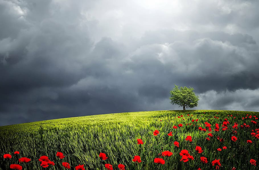 green, field, red, flowers wallpaper, tree, sunlight, background, relaxation, relaxing, shadow