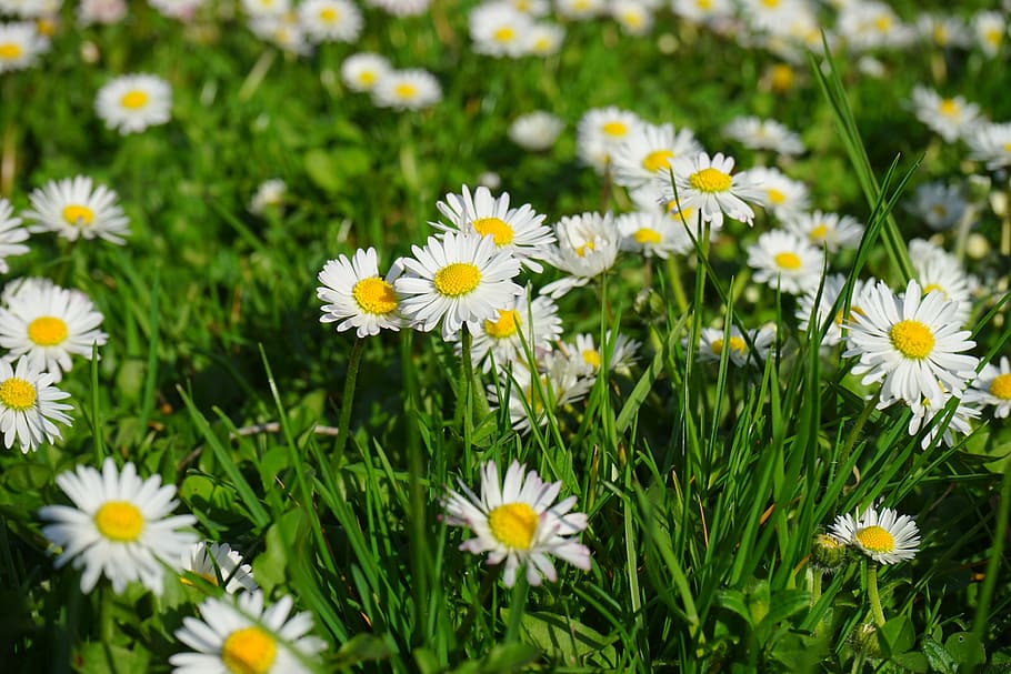 daisy, bunga, mekar, putih, filosofi bellis, daisy multiannual, tausendschön, monatsroeserl, mp, daisy kecil