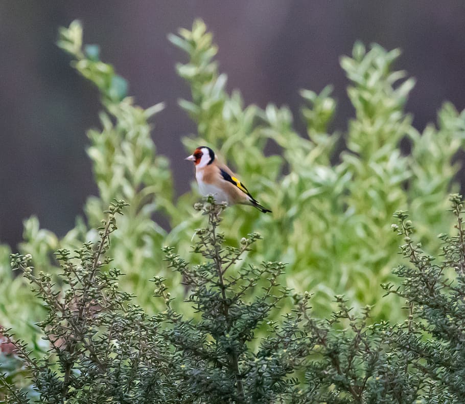 goldfinch, finch, bird, avian, tree, wildlife, beak, yellow, songbird, wild