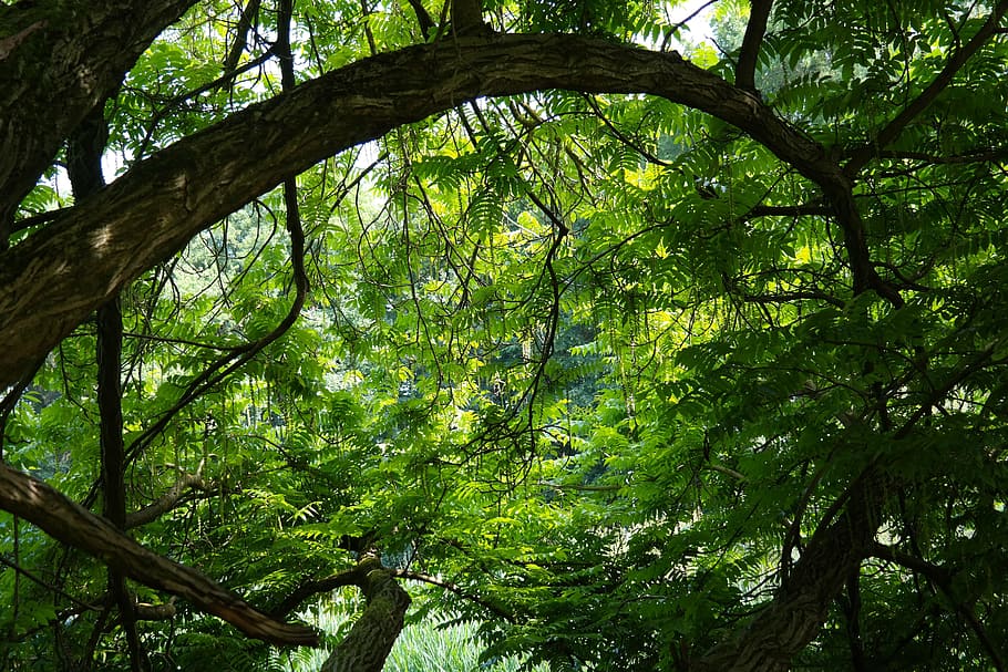 hijau, berdaun, pohon, siang hari, hutan, cabang, daun, lampu belakang, pterocarya fraxinifolia, pohon gugur