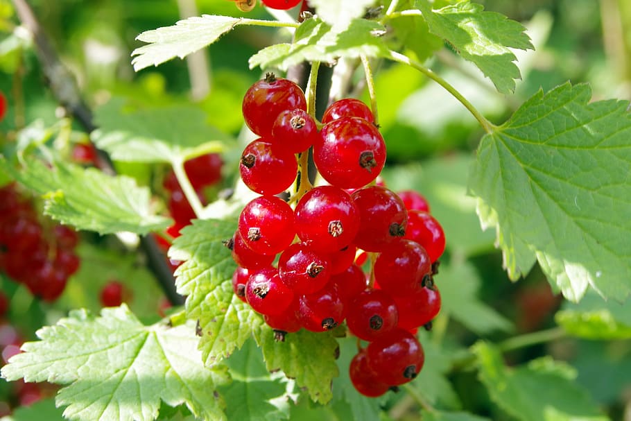 red currant, currant, natural, healthy, food, garden, sad, jam, compote, tincture