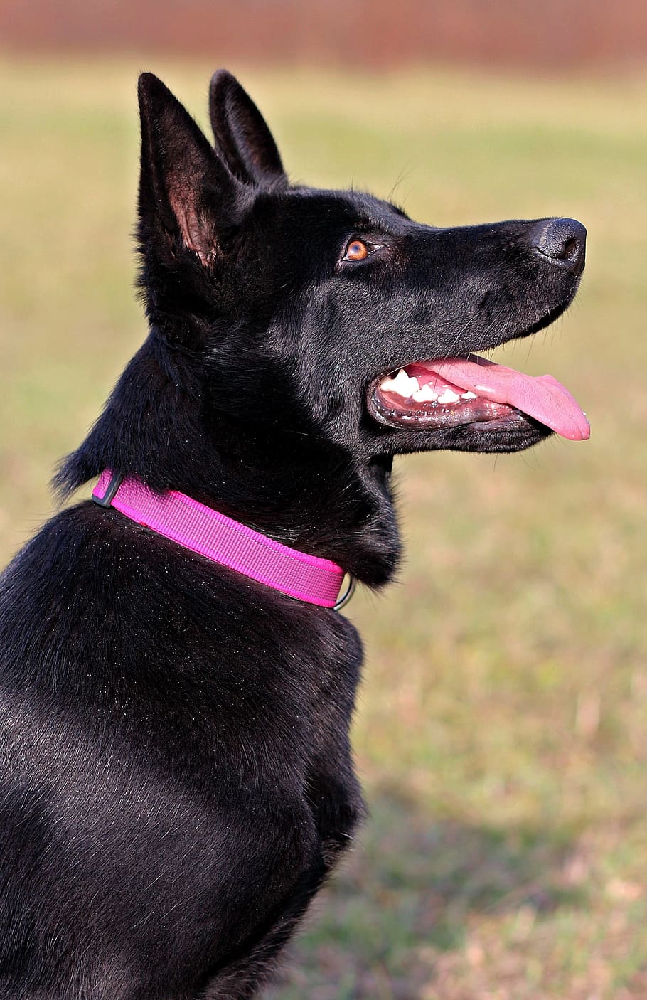 black german shepherd, dog, pink collar, nice, one animal, animal themes, animal, canine, mammal, domestic animals
