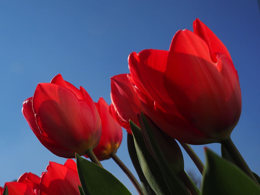 tulipas, vermelho, flores, primavera, fechar-se, colorido, cor, tulipa, lírio, liliaceae