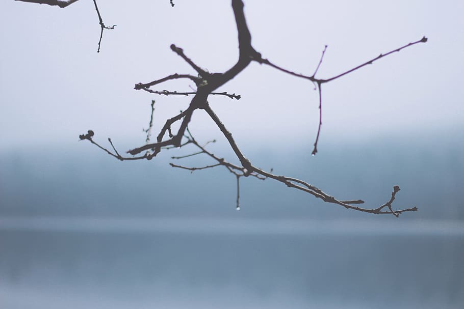selective, focus photography, tree branch, closeup, photograph, tree, branch, nature, fog, foggy