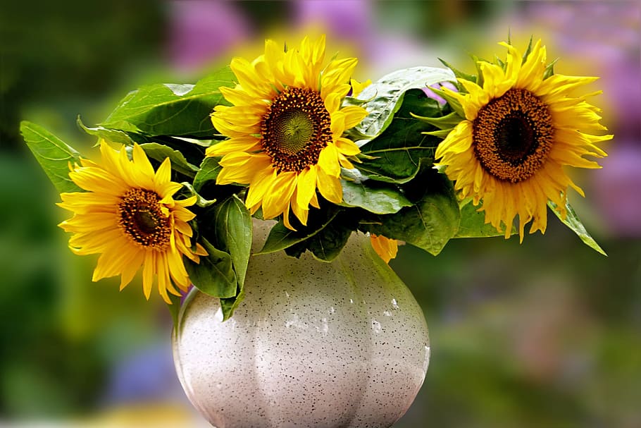yellow petaled flowers, still life, bouquet, sun flower, helianthus annuus, vase, flower, flowering plant, yellow, freshness
