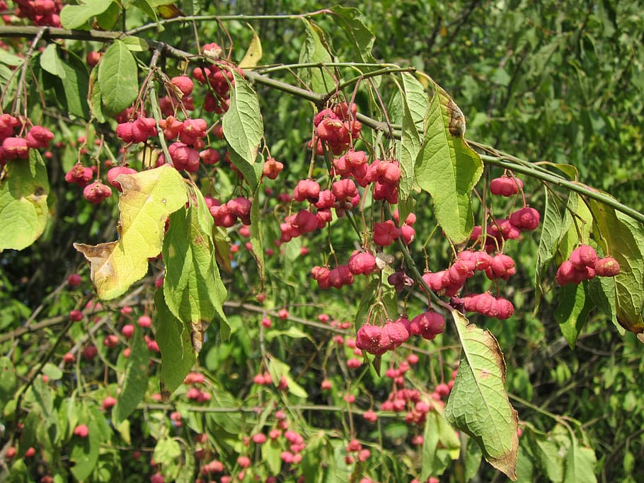 euonymus europaeus, spindle, european spindle, common spindle, tree, red, fruit, branch, shrub, plant