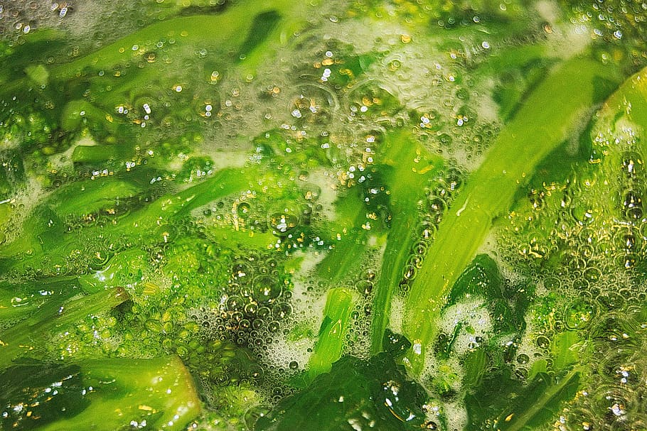 verde, hirviendo, hojas de nabo, agua, burbujas, color verde, naturaleza, sin gente, vista de ángulo alto, mojado