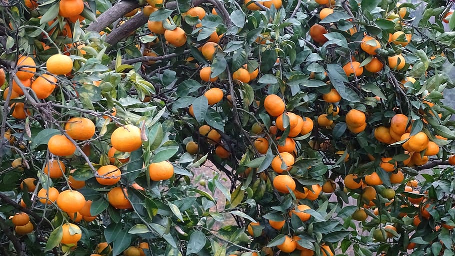 georgia, tangerine, fruit, orange color, healthy eating, food and drink, food, growth, orange, plant