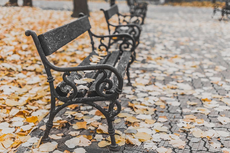 park, plaza, bench, leaf, fall, autumn, metal, focus on foreground, plant part, day