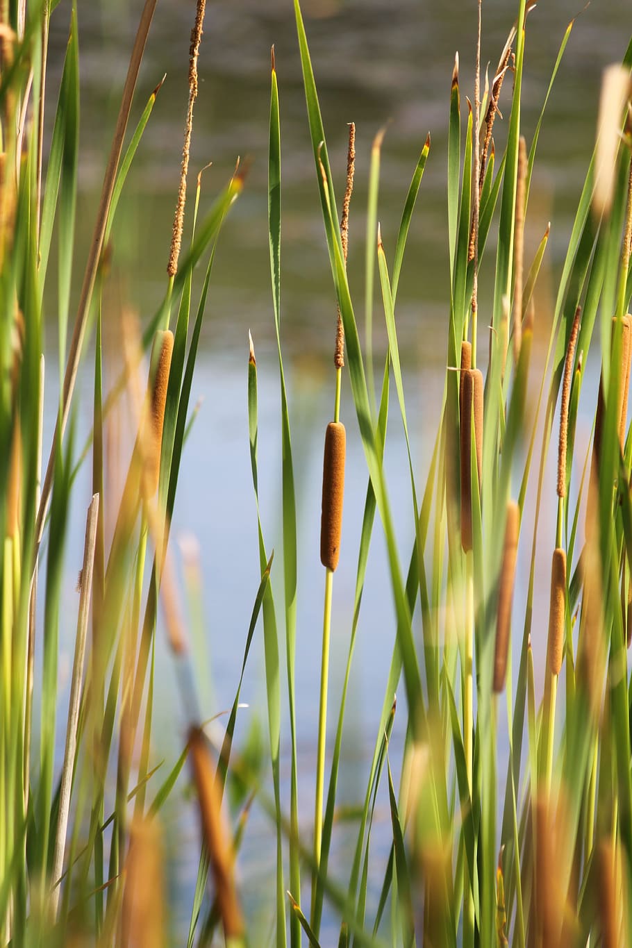 Cattail, Pond, Nature, Lake, Grass, water, outdoor, swamp, wetland, growth