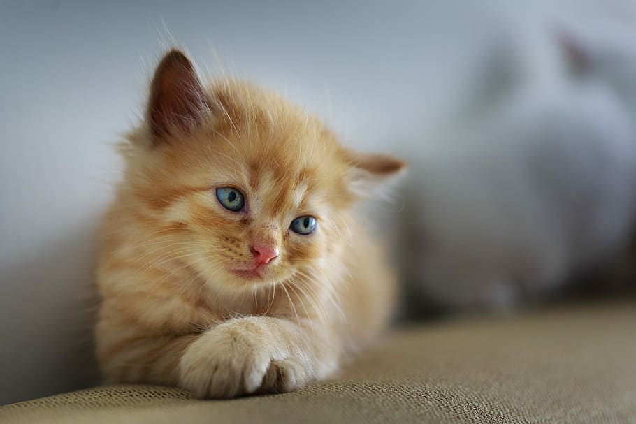 shallow, focus photography, orange, tabby, kitten, cat, page, hairy blonde, sad, cute