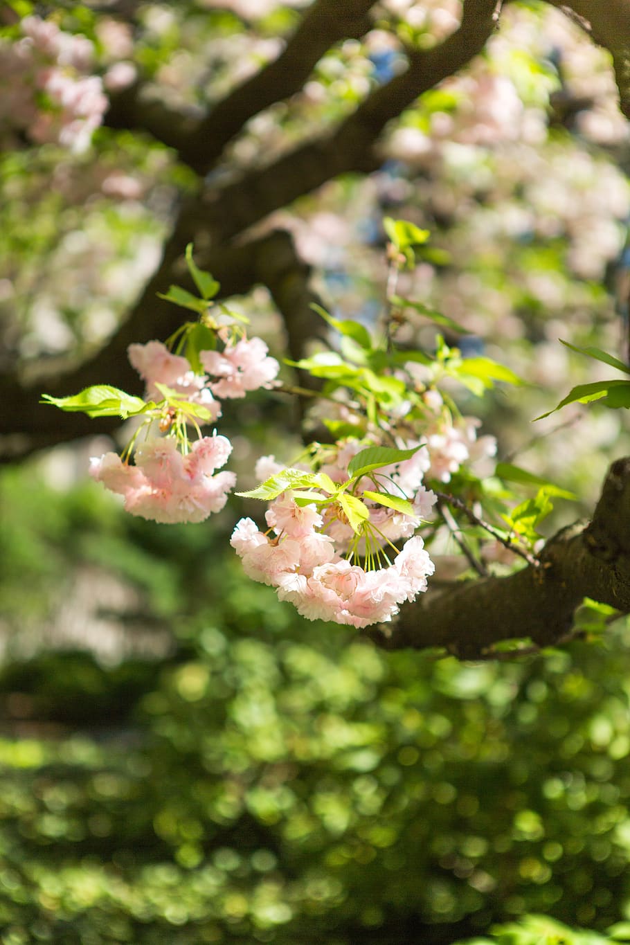 sakura, flower, tree, cherry, nature, flowering tree, spring, plant, branch, garden