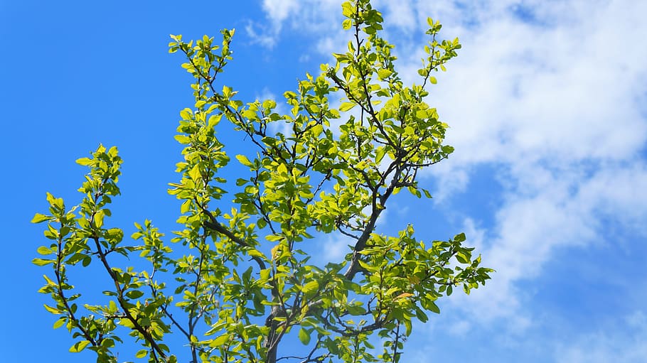 nature, plants, tree, green, leaflet, sky, blue, clouds, spring, plant