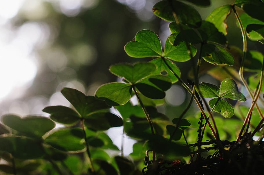 nature, clover, bokeh, shamrock, green, luck, leaf, plant part, plant, growth
